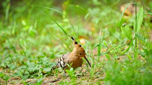 Hoopoe Pecking Grass Roots Foraging for Food in Slow Motion 4K