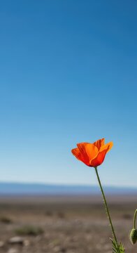 A vast expanse of endless azure horizon meets a minimal landscape, showcasing the brilliance of a cloudless afternoon in natural daylight, oxygen, cloudless, weather