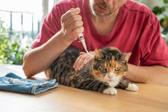 Domestic cat undergoing treatment after severe stomach disease, ringworm infection and food refusal, pet owner injecting medications into stoma avoiding mouth and stress factor for cat after surgery.