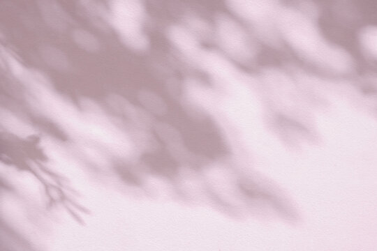 Leaf shadow and light on wall pink abstract background. Nature tropical leaves shadows sunshine of plant shade sunlight on white wall texture, rose gold color shadow overlay effect foliage mockup