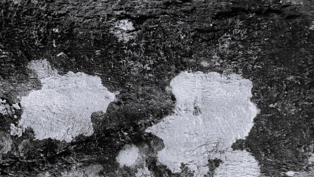Black and white close-up of pale bracket fungi growing on a rough tree surface, highlighting natural textures, organic patterns, and woodland biodiversity.