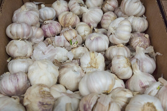 Whole garlic bulbs piled