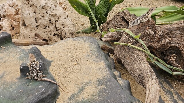 Two lizards on rocky terrain with plants