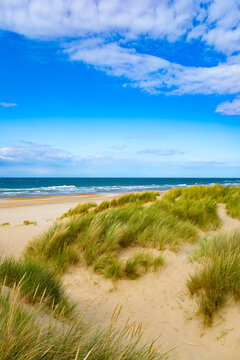 Marram grass (Ammophila arenaria) growing on sweeping sand dunes overlooking Holkham Beach and the North Sea on the beautiful North Norfolk coast of England.