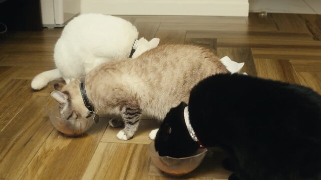 Cat shelter, home for pets, Adoption center, rescue for the animals, woman is distributing food to a group of cats in a shelter