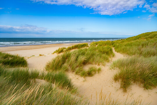 Marram grass (Ammophila arenaria) growing on sweeping sand dunes overlooking Holkham Beach and the North Sea on the beautiful North Norfolk coast of England.
