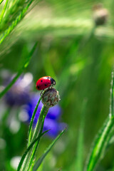 ladybug on a blade of grass © Zoia