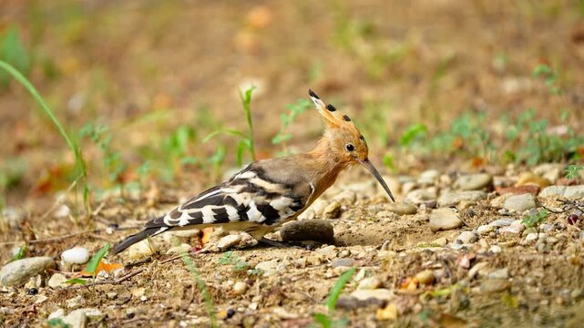 Eurasian Hoopoe Pausing and Taking Off Suddenly in Slow Motion 4K