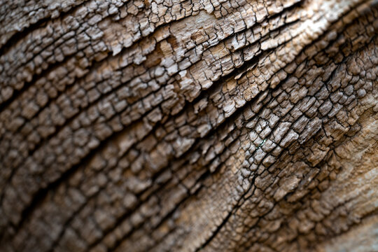 Detailed close-up of textured pine tree bark showing natural cracks and scaly patterns, photographed in a coastal woodland in Norfolk, England.