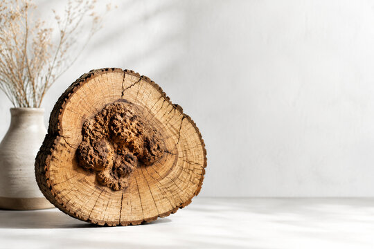 Tree trunk cross section with large burl and cracked rings, organic home decor concept