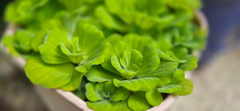 Water lettuce (Pistia stratiotes) is floating aquatic plant with bright green leaves arranged in layers resembling rose. Decorate fish tanks or lotus ponds for its beauty and to help filter the water.