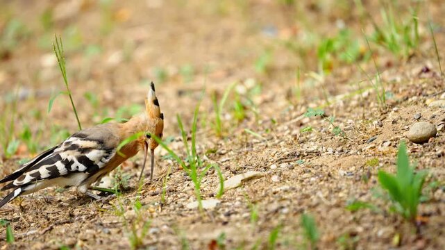 Eurasian Hoopoe Digging Ground with Beak and Squatting in Slow Motion 4K
