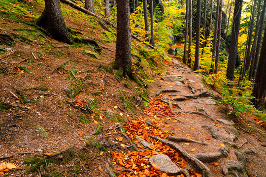Trail. Autumn landscape with hiking trail in the mountain forest of the Karkonosze National Park in Poland, Europe