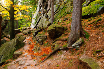 Fototapeta premium Trail. Autumn landscape with hiking trail in the mountain forest of the Karkonosze National Park in Poland, Europe