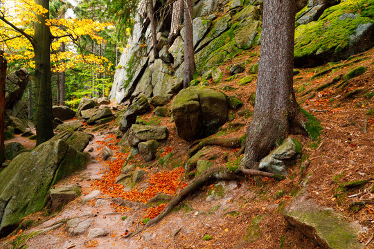 Trail. Autumn landscape with hiking trail in the mountain forest of the Karkonosze National Park in Poland, Europe