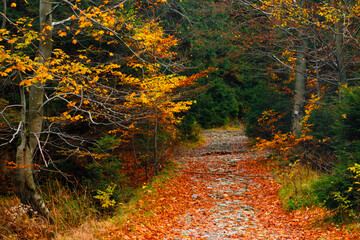 Fototapeta premium Trail. Autumn landscape with hiking trail in the mountain forest of the Karkonosze National Park in Poland, Europe