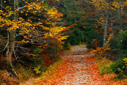 Trail. Autumn landscape with hiking trail in the mountain forest of the Karkonosze National Park in Poland, Europe