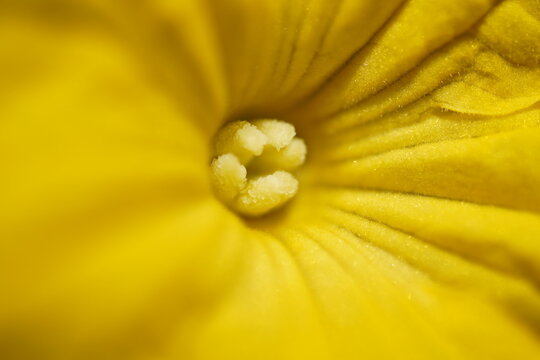 An extreme close-up macro photo showing the stamens and pollen-laden center of a cucumber flower