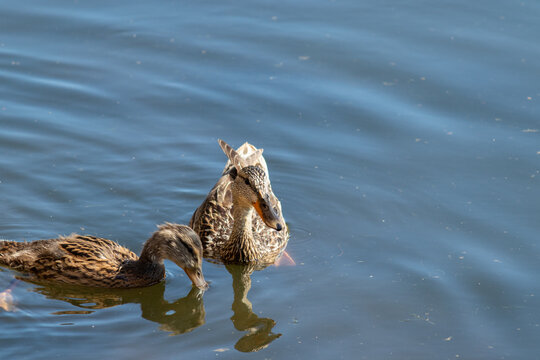 Mallard duck swimming in a lake