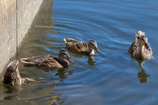 Mallard duck swimming in a lake	