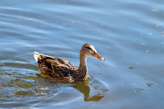 Mallard duck swimming in a lake	