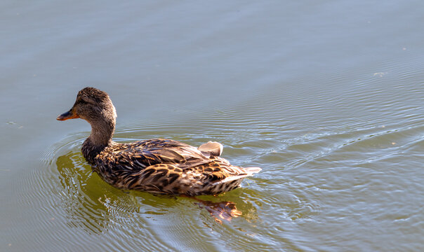 Mallard duck swimming in a lake