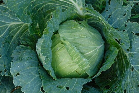 A head of white cabbage in the garden