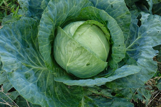 A head of white cabbage in the garden