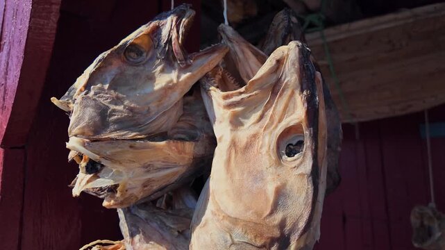 Dried cod heads hanging to dry on a wooden rack. Traditional food preservation method in Lofoten Islands, Norway for making stockfish