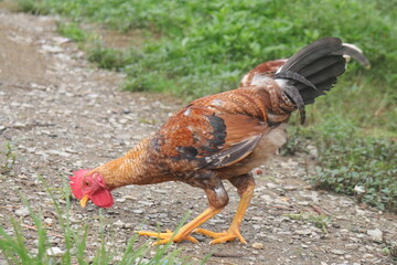 Majestic Brown Free Range Rooster Standing Outdoors in Rural Village Backyard © Binod
