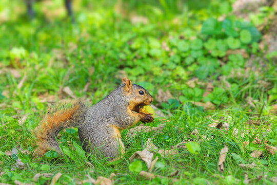 Fox squirrel (Sciurus niger) with black walnut (Juglans nigra). 