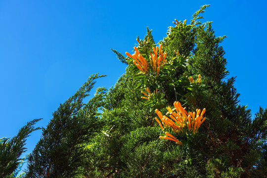 Beautiful bright orange trumpet vine clusters blooming beautifully while climbing on dense pine tree canopy under clear blue sky. Ideal concept for tropical flora, botanical nature, spring blooming.