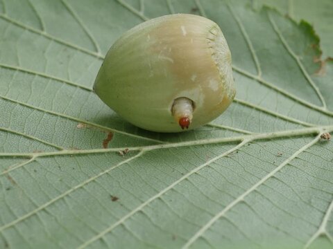 white worm curculio nucum coming out of a hazelnut