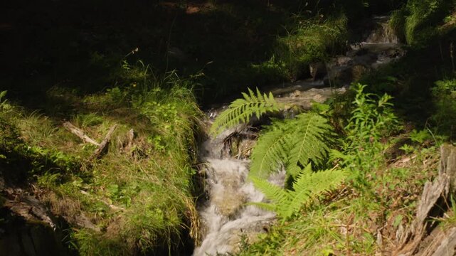 Mountain water stream across lush green vegetation over the italian alps in valle d'aosta, 4k.