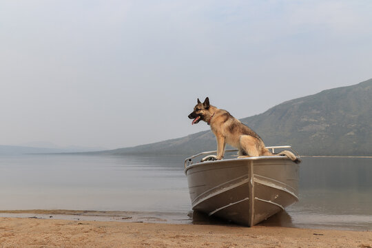 German Shepherd dog with wolf blood sitting on a metal boat on the shore of Jack London Lake. Scenic wilderness of Magadan region, Siberia