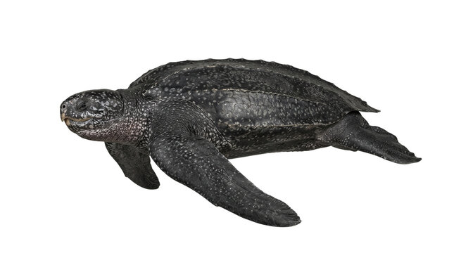 Leatherback sea turtle with a dark, speckled carapace and large flippers is captured swimming against a neutral grey background.