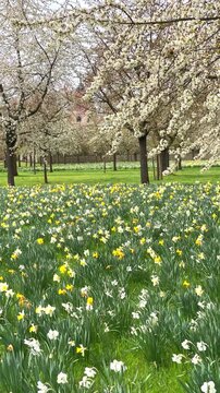 Flowers bloom in the park during spring with trees and people walking around