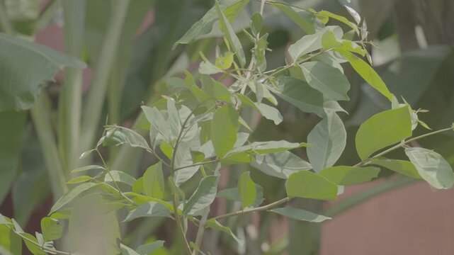 Fresh Bay Leaves Growing on Indonesian Bay Tree slog3 10 bit