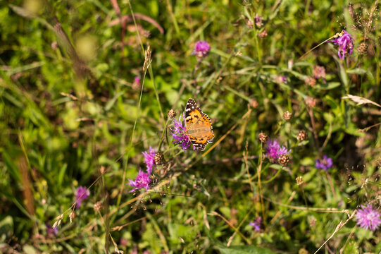 butterfly on a flower