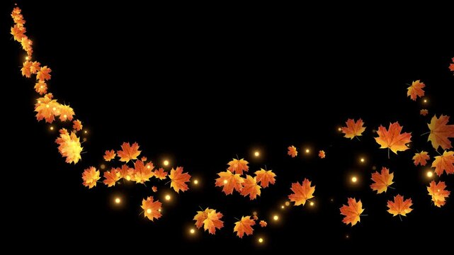 Autumn Maple leaves falling and flying dry on solid background for transparent. Vibrant Orange Japanese Maples leaves failing animation.