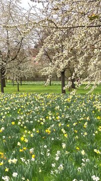 Spring flowers bloom in a park with trees and grassy areas filled with blossoms and colors