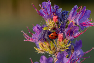 Seven-spot ladybird Coccinella septempunctata hiding inside a purple Echium vulgare flower. Morning dew © prambuwesas