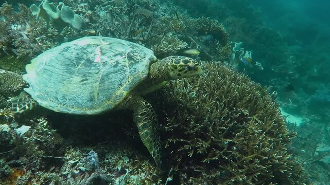 Sea turtle (Eretmochelys imbricata) with remoras (Echeneidae) on shell. Tropical reef and current in murky green ocean. Corals and tortoise. Underwater video from scuba diving with ocean turtle. 