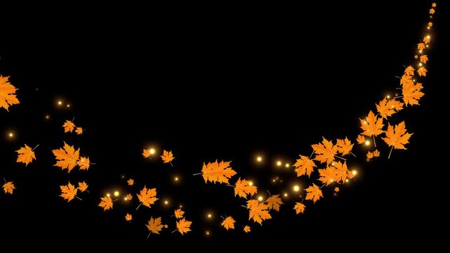 Autumn Maple leaves falling and flying dry on solid background for transparent. Vibrant Orange Japanese Maples leaves failing animation.