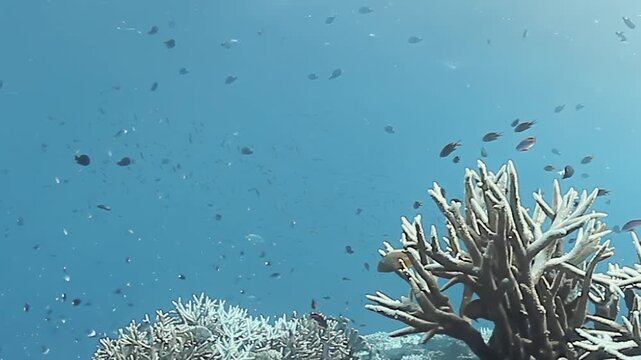 Dive into the mesmerizing world beneath the waves of Fiji Islands. Colorful fish dance around coral reefs, showcasing the beauty of marine life in this tropical paradise during a sunny day.