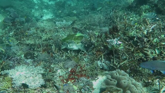 Coral reef and sitting sea turtle (Eretmochelys imbricata) with remoras (Echeneidae) on shell. Underwater footage from scuba diving with the sea turtle. Underwater animal and deep coral reef. 