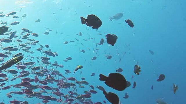 Beneath the crystalline waters of Fiji Islands, colorful schools of fish dance in harmony. Coral reefs provide shelter and beauty in this magical underwater paradise, inviting all to explore.