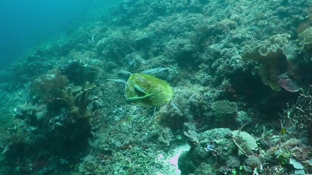 Swimming sea turtle with remoras (Echeneidae) on shell, tropical coral reef. Strong current in murky green water. Corals and tortoise. Underwater photography from scuba diving with ocean turtle. 