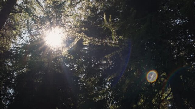 Pine forest on the italian alps with sun flare across the trees. 4k apine beauty forest
