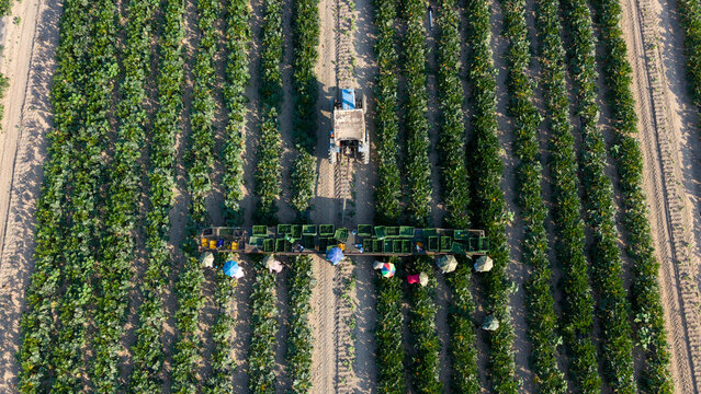 Aerial view of farm workers hand-picking zucchini and loading crates behind a slow-moving tractor in a field in Mediglia, Lombardy, Italy.
